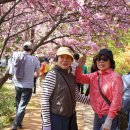 전주.완산왕(겹)벚꽃/한옥마을 이미지