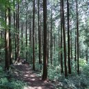 치유의 숲 이미지