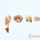 쌍릉 이미지