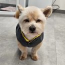 DOG 깨비 이미지