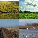 낙동강관리본부 대저생태공원 5 이미지