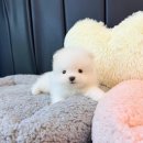 멍냥멍냥 | 강북구포메분양 수유역 후기좋은 멍냥스타