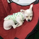 독스앤휴먼 이미지