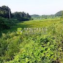 도화리농장 Daum카페