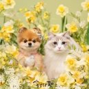 꽃보다강아지 이미지