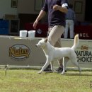 보람애견 이미지