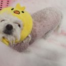 삐삐 펫살롱 이미지