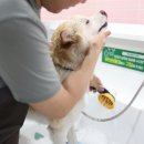 버블버블 애견샵 이미지