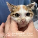 고산동물병원 이미지