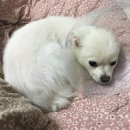 명진동물병원 이미지