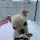 도로시펫 강아지고양이 부산점 이미지