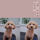 펫미장원 공감 이미지