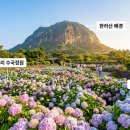 소래화원 | 제주 휴애리 자연생활공원 수국축제 아이랑 다녀온 솔직한 후기