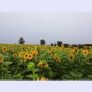 안성목장 이미지