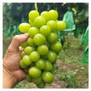 일송농장 이미지