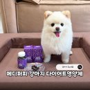 강아지 다이어트 방법과 필요한 이유? 메디퍼피 영양제로 관리