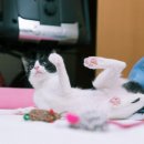 소룡