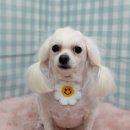 펫피파니 이미지