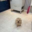 소울독 | 천안애견미용 소울독 우리 강아지도 편안하게 맡길 수 있었던 따뜻한 후기