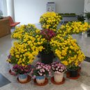 인삼박물관 이미지