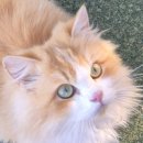 고양이 기숙사 | 인천 영흥도 고양이역 꿀팁과 자세한 후기 고양이사진많음