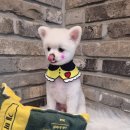 오도독뽀도독 이미지