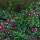 암소한마리 이미지