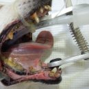 피닉스동물병원 이미지