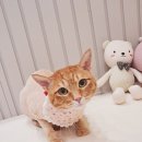 우리집강아지예쁘개 이미지