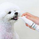 우리덴탈 | 우리 강아지 구취 제거! 바이랩 덴탈 스프레이 2주 사용 후기