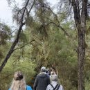 자연은 어떻게 풍경이 되었는가 | 17주차 (4) 뉴질랜드 워킹홀리데이, 북섬 여행, Wai-O-Tapu Thermal Wonderland(와이오타푸) 후기 및 사진