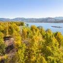 은행나무3길 이미지