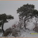 눈이 내리는 관악산(09.12.5) 이미지