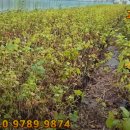 다대농장 이미지