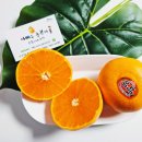 승환농장 | 제주천혜향 택배 아빠는 농부다 승환이네 농장 천혜향