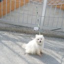 평양막국수 이미지