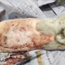 통영시 동물보호센터 이미지