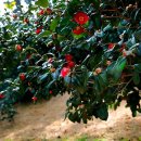 서천 마량리 동백나무 숲 이미지