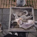 애견운동공원(3~10월) | 인천중앙공원 무료주차 꿀팁 |인천 강아지 산책하기 좋은 대형공원