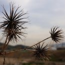 도깨비풀 이미지