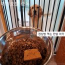 애견호텔 "중독" | 파주 애견카페 나들이 후기 애견호텔 중독 울집 댕댕이들 최애카페