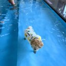 개들랜드 이미지