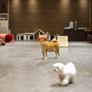 댕댕포레스트 이미지