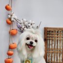 패밀리애견 이미지