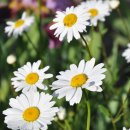 네추럴존 이미지