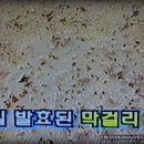 막걸리공장 방문(방송켑쳐) 발효후,걸름...작성중. 이미지