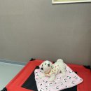 똥꼬 발랄 펫샵 이미지