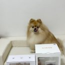 자동음성통보시스템 | 대용량 로제코 4.5리터 강아지 자동급식기/급수기 사용 후기