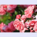 곡성-248 이미지