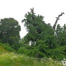 충정영당 이미지